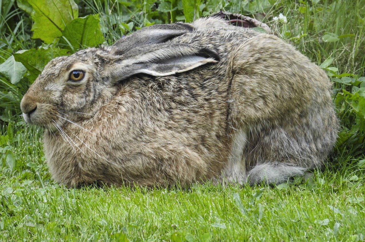 

В Удмуртии могут запретить охоту на зайца-русака

