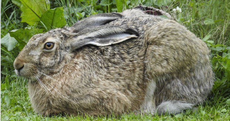В Удмуртии могут запретить охоту на зайца-русака