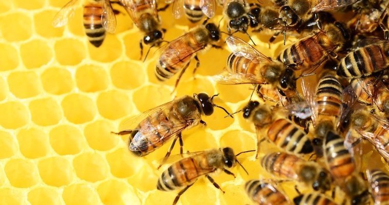 Пасечники Удмуртии продают мёда в полтора раза больше, чем производят