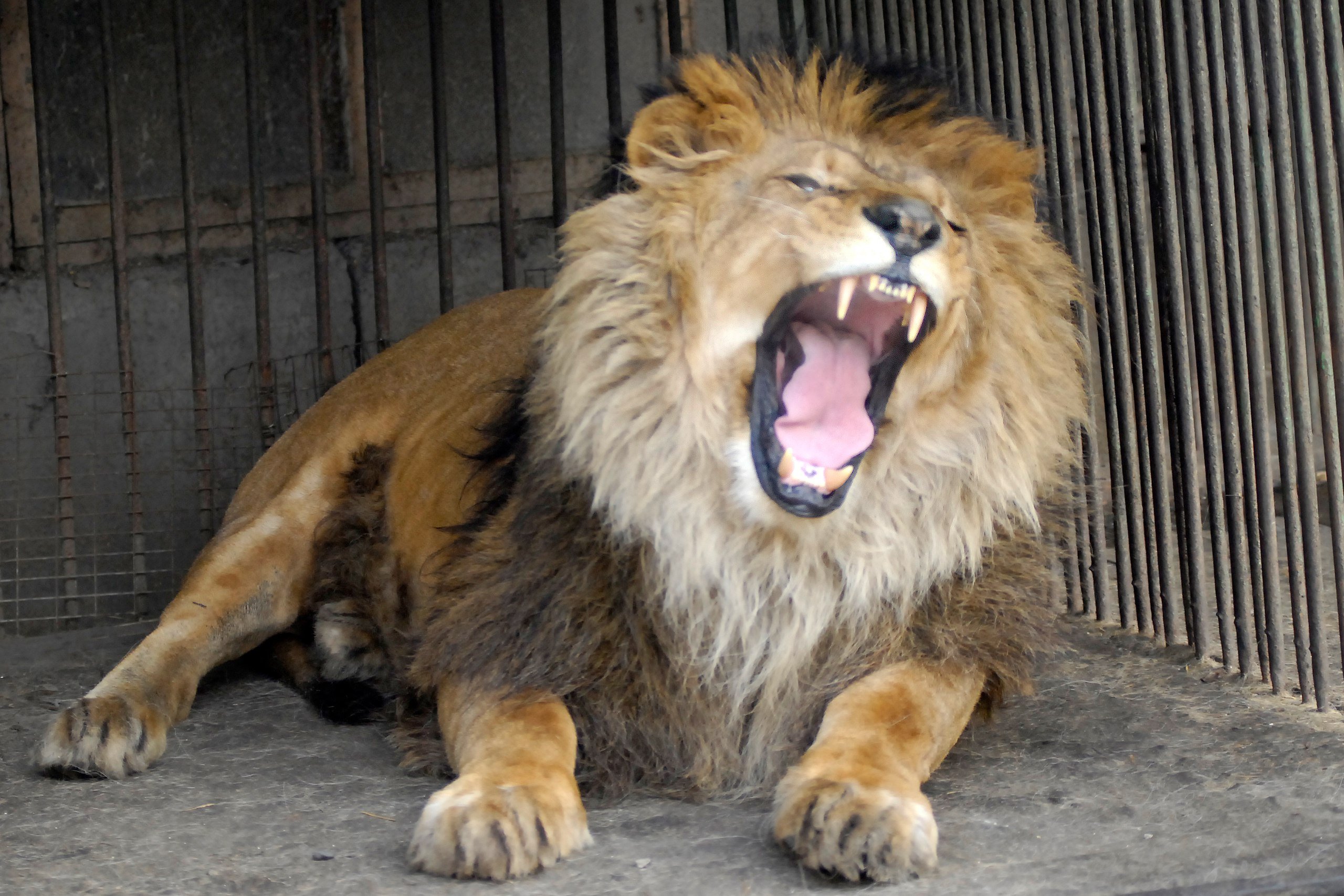 Конфискованный в Москве лев поселится в Абаканском зоопарке  