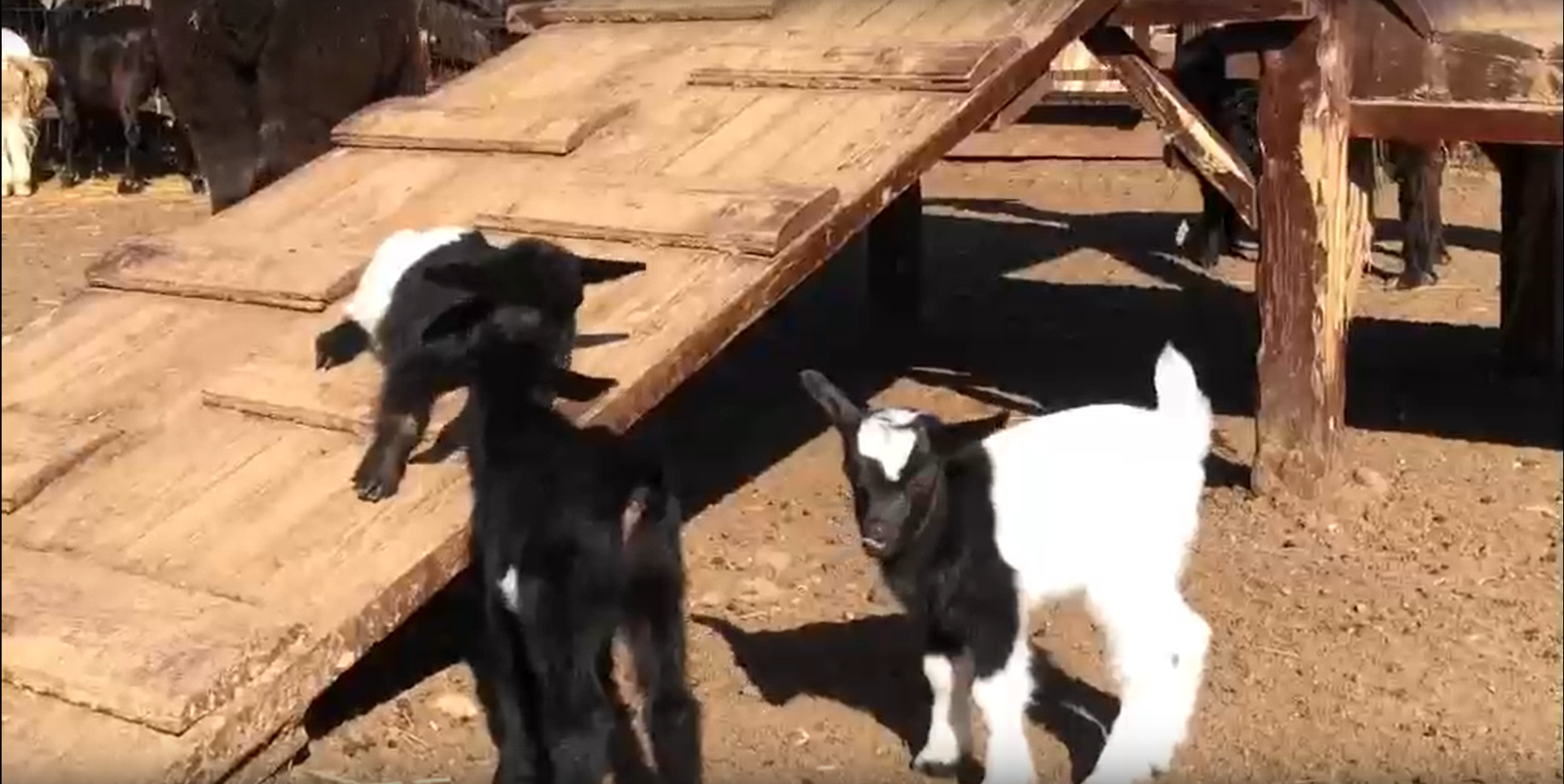 Ижевчане могут придумать клички для трех новорожденных в зоопарке козлят 