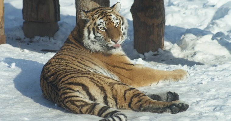 Амурской тигрице Урсуле из ижевского зоопарка исполнилось 16 лет