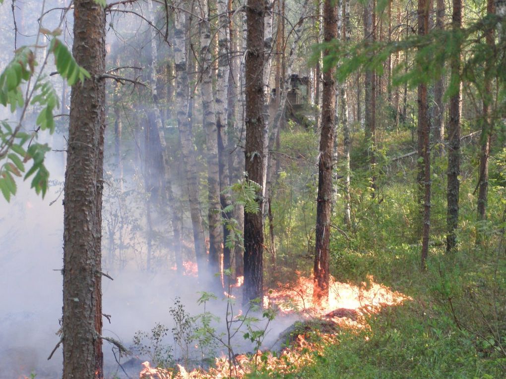 Особый противопожарный режим в лесах Удмуртии начнет действовать с 7 мая
