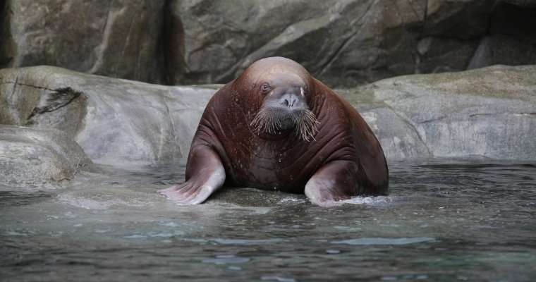 В Ижевском зоопарке скончалась моржиха Несейка