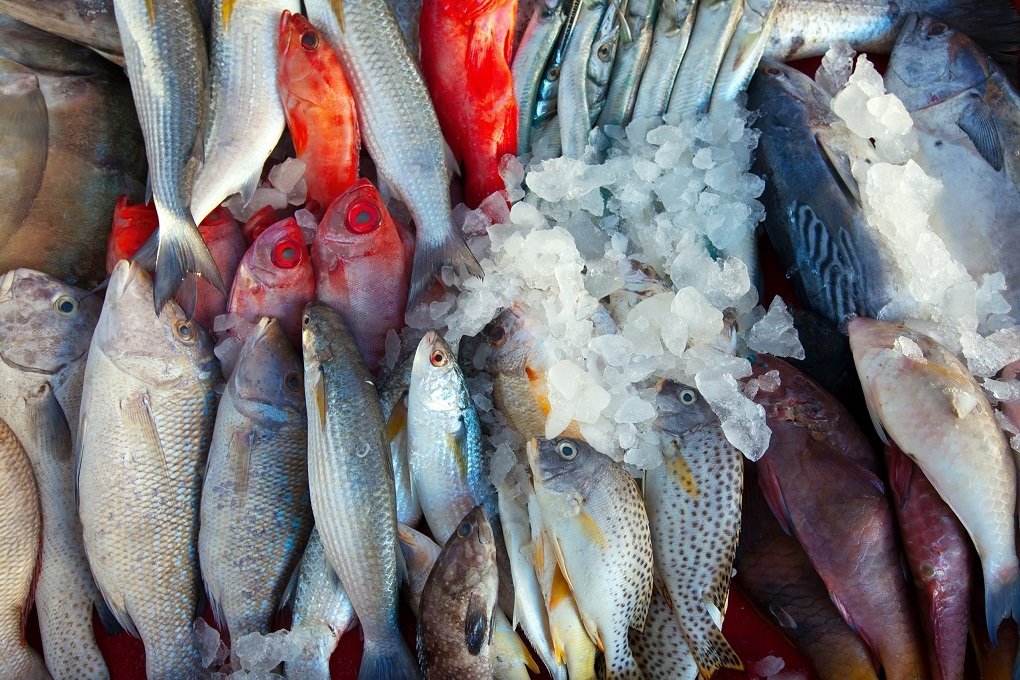 В Россию запретили ввозить рыбу из Японии