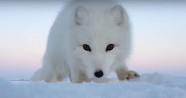 Ставший звездой Интернета песец вернулся за мойвой и привел с собой лису
