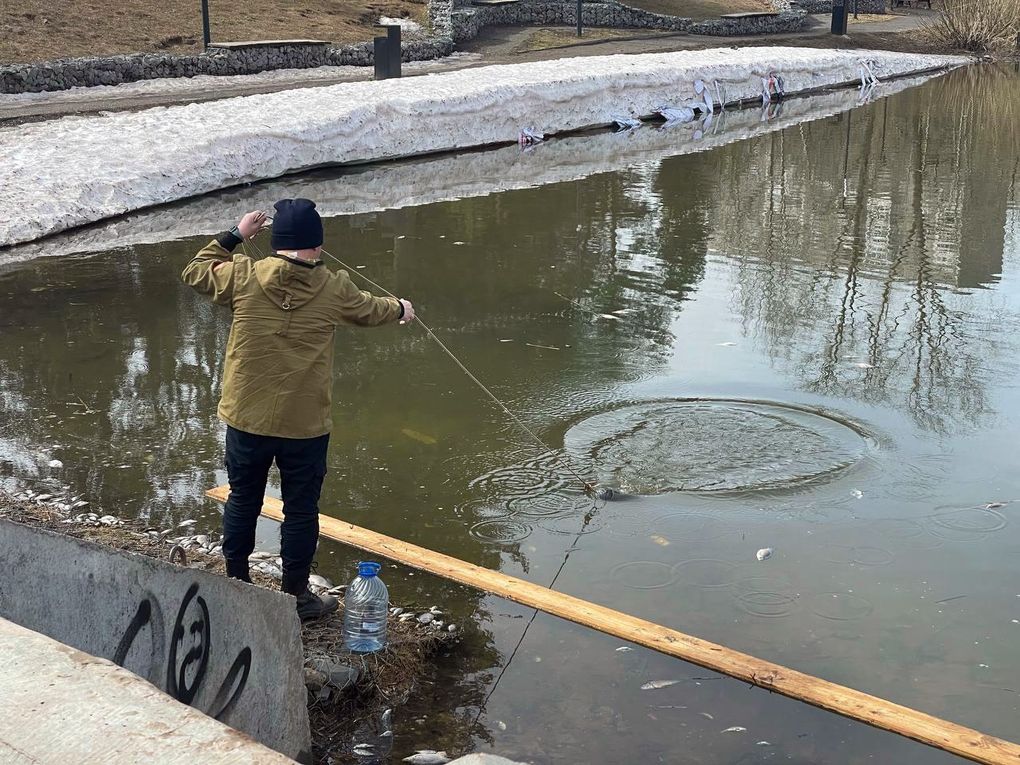 В пруду сквера Драгунова в Ижевске погибла рыба