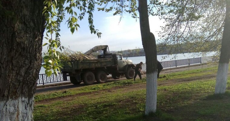 Посаженные к юбилею Чайковского деревья выкопали в Воткинске