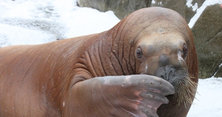 В Ижевском зоопарке прокомментировали гибель моржихи Несейки
