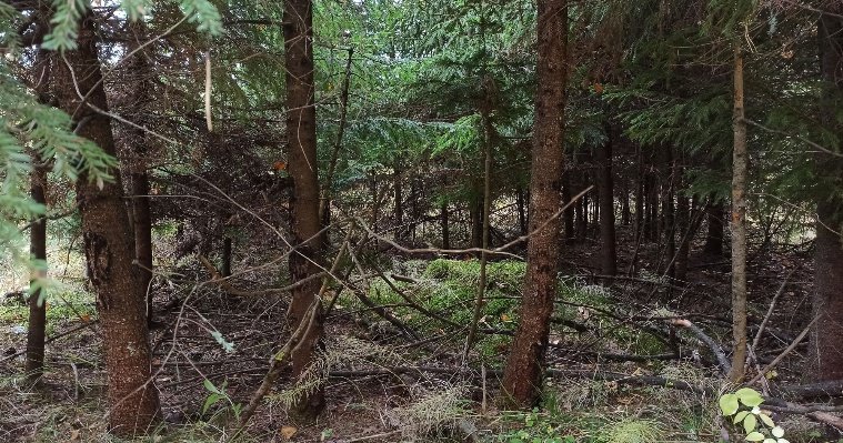 Лес на улице Ворошилова в Ижевске очищают от сухостоя