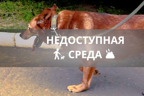 В среде возможен. Недоступная среда. Выгул собак Ижевск. Рисунок Недоступная среда. Недоступная.