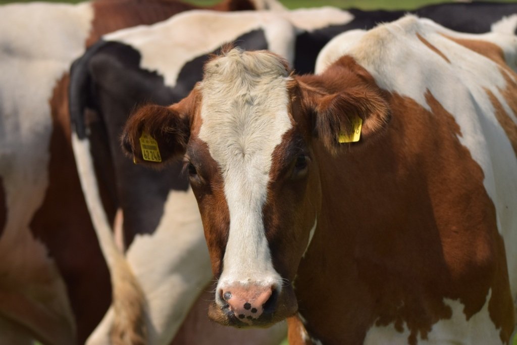 23 коровы убило молнией во Франции