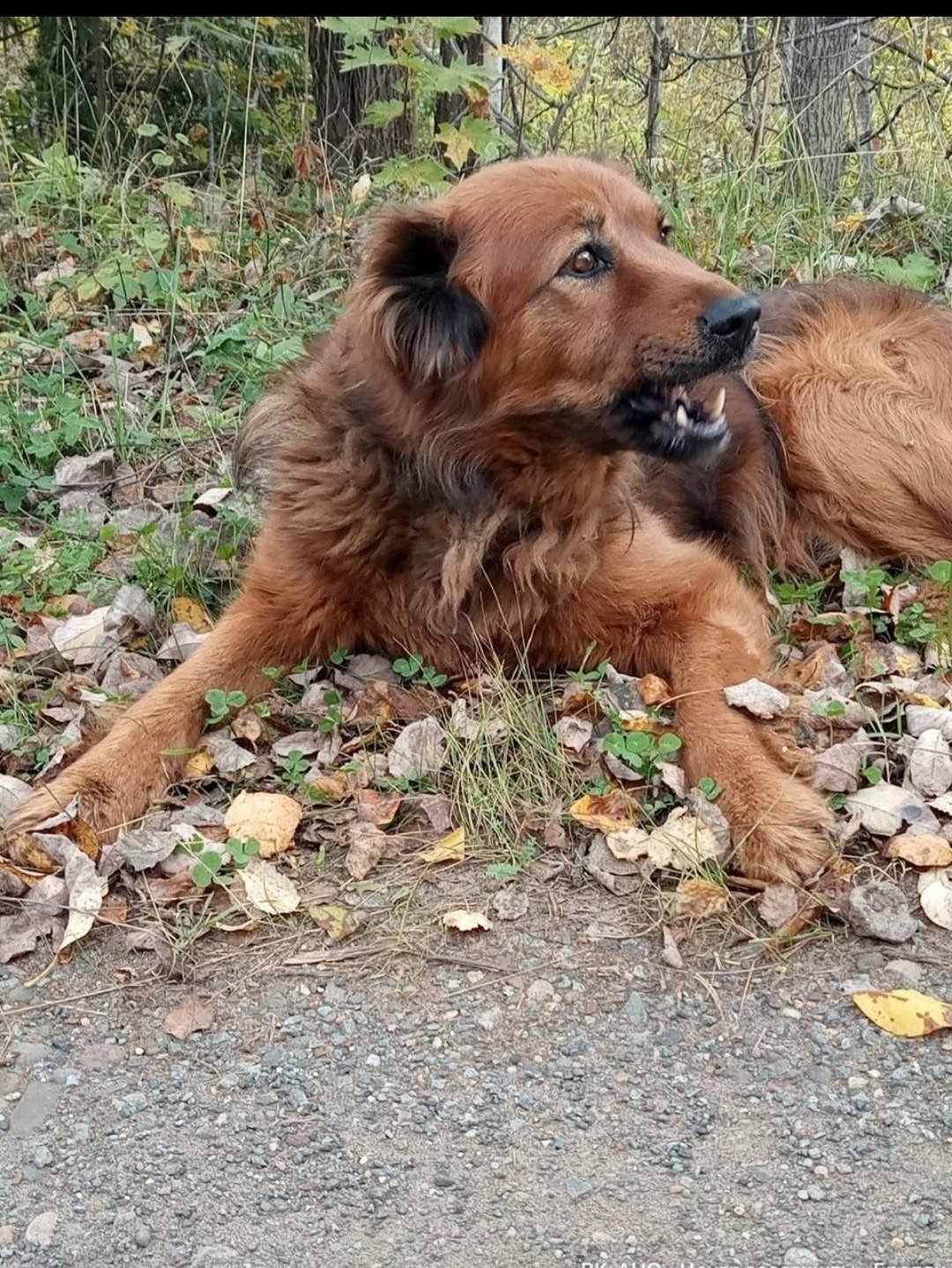 Уголовное дело после жестокого убийства собаки возбудили в Игринском районе Удмуртии
