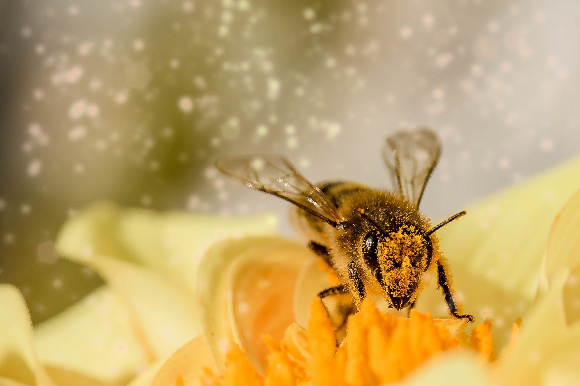 Массовая гибель пчел прекратилась в Удмуртии