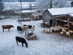 В Удмуртии ввели режим повышенной готовности из-за угрозы заноса опасных болезней животных
