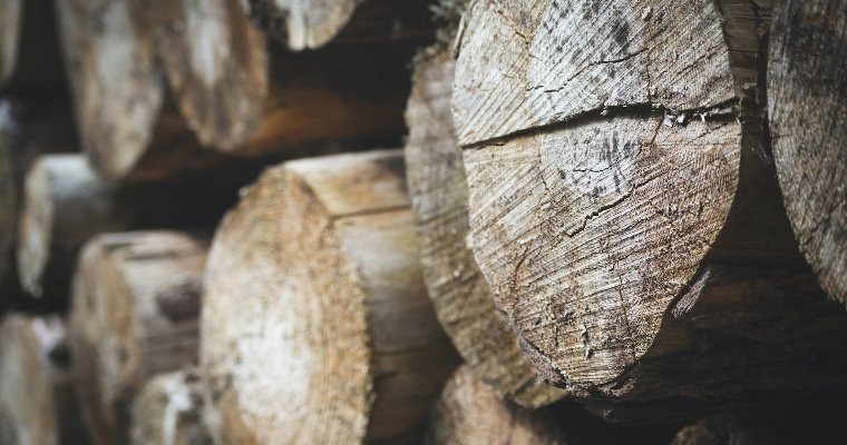 Трёх жителей Удмуртии уличили в торговле незаконно добытой древесиной