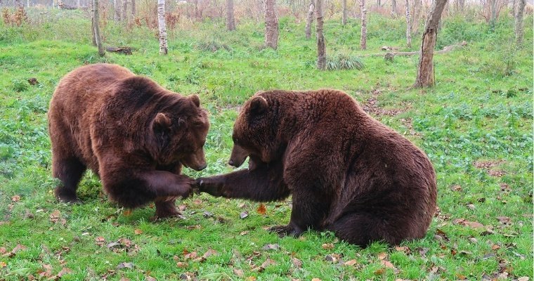 Российские ученые ожидают появления в Якутии гибридов белого и бурого медведей