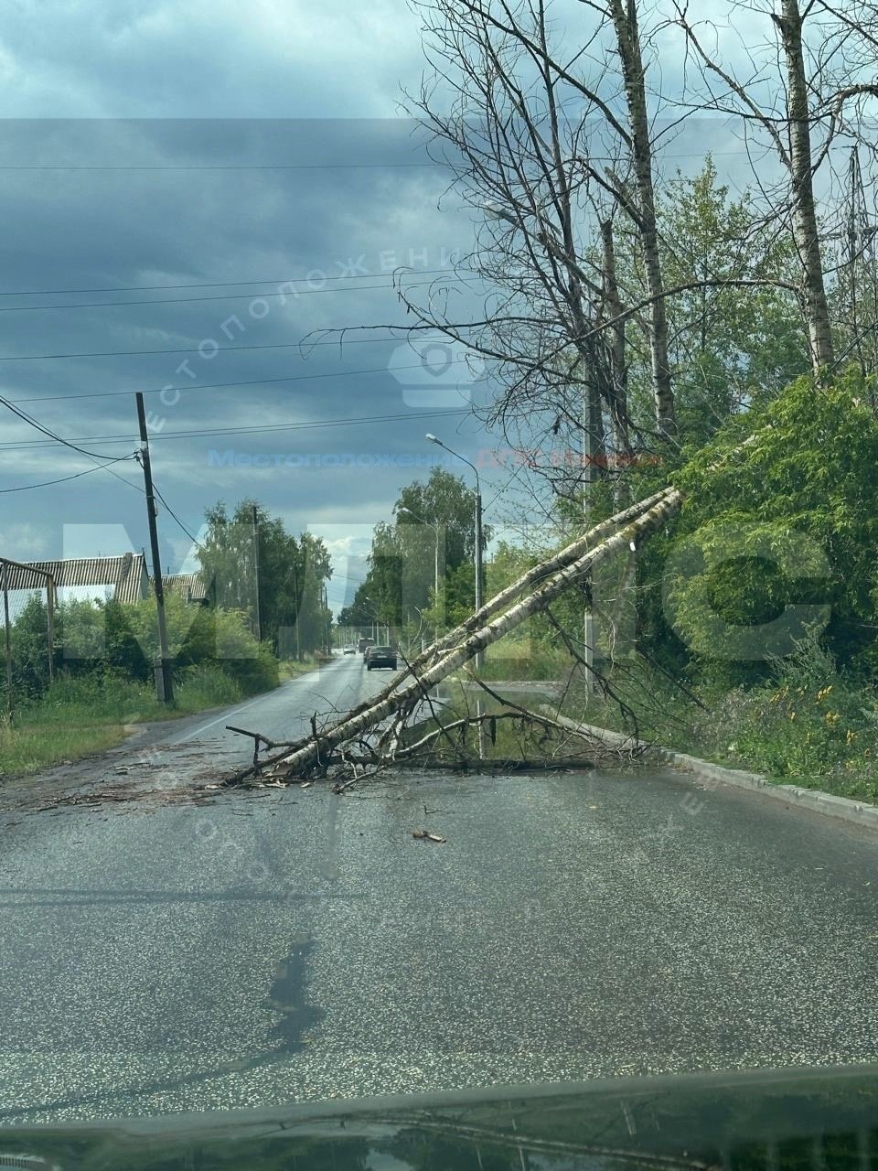В Ижевске на проезжую часть улицы Маркина упало дерево