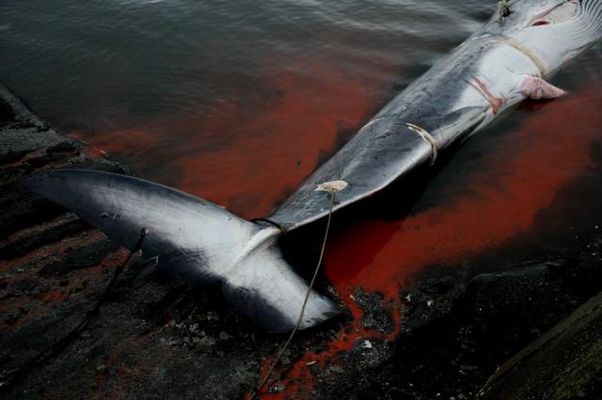 Японские моряки в «научных целях» убили 200 беременных самок китов
