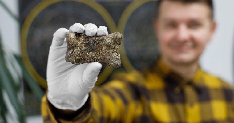 Фрагмент останков ископаемой лошади появился в Глазовском краеведческом музее