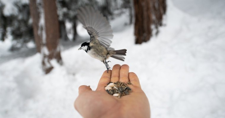 В зоопарке Удмуртии напомнили, чем можно кормить птиц зимой