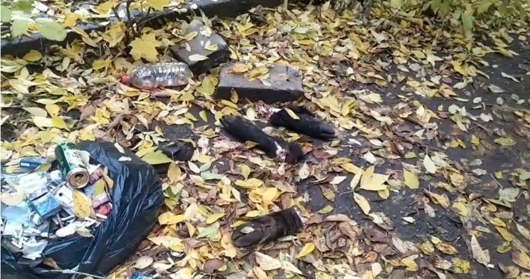 В Первомайском районе Ижевска обнаружили останки туши кабана