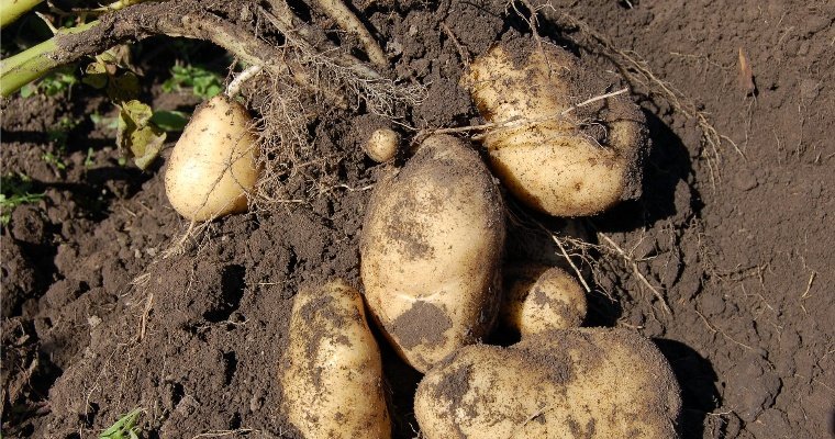 В Удмуртии заключённые колонии-поселения №11 засадят картошкой 70 га земли
