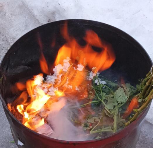 В Удмуртию едва не завезли хризантемы, заражённые вредителем американского происхождения