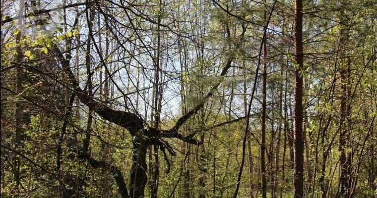 Незаконной рубкой леса житель Удмуртии нанес ущерб более 35 млн рублей