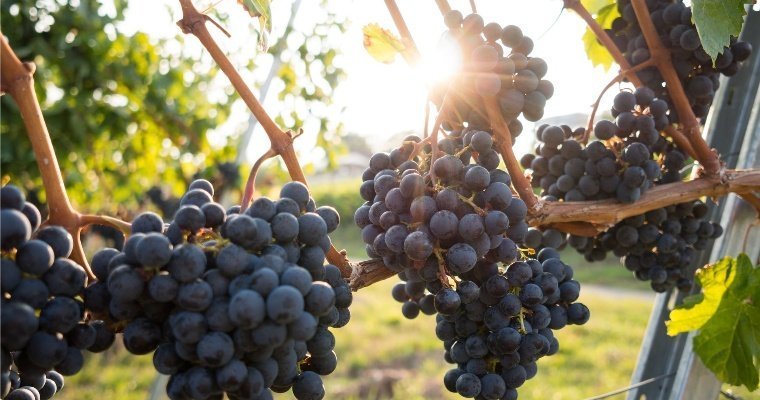 День поля в Удмуртии и закладка новых виноградников в Дагестане: новости к этому часу