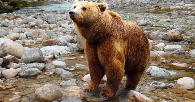 На Камчатке водитель автомобиля спас велосипедистов от агрессивного медведя 