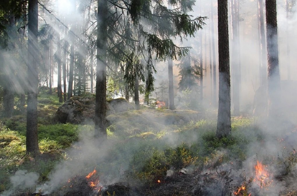 В Анталье лесной пожар привел к гибели местного жителя