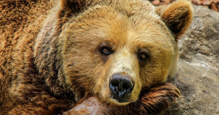 В Иркутской области возбудили дело по факту охоты на медведя с вероятным участием губернатора