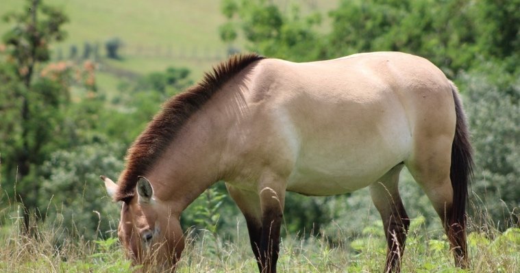 В Хакасии планируют открыть центр по восстановлению популяции лошади Пржевальского