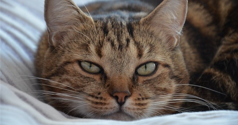 Превышающий вес ручной клади известный кот Виктор из Владивостока скончался 