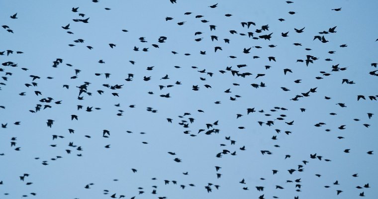 МыСпросилиЗаВас: какие перелётные птицы возвращаются в Удмуртию?