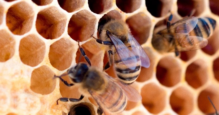 В Удмуртии пасечников обяжут с 1 марта 2024 года маркировать своих пчёл