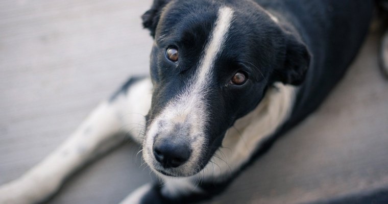 Москвичка пристроила бездомного пса из поселка Удмуртии в Бельгию 