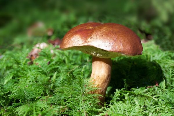 Грибная пора настала для жителей Удмуртии