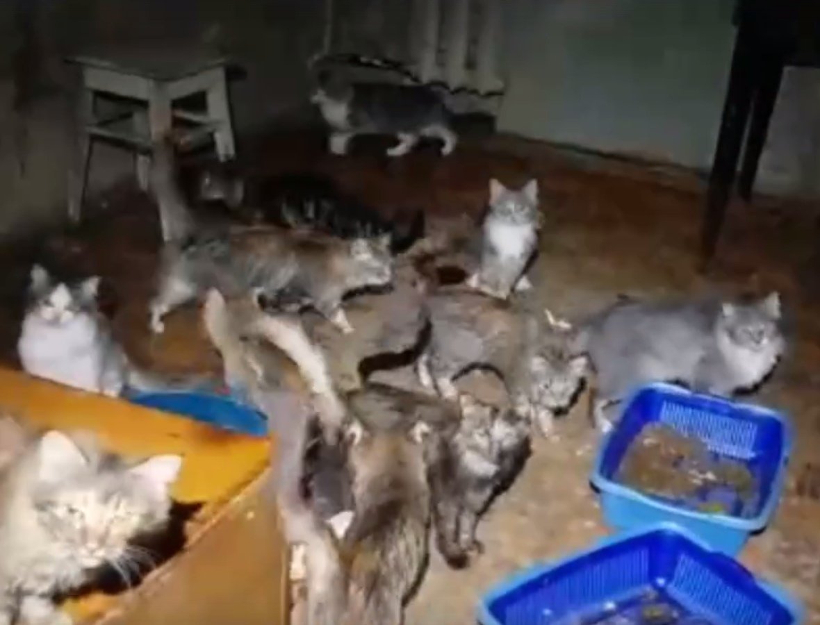 

Полиция в Ижевске вновь начала проверку квартиры, в которой живут полсотни кошек

