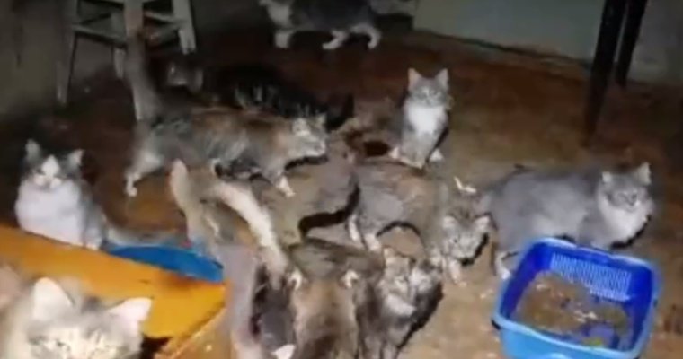 Полиция в Ижевске вновь начала проверку квартиры, в которой живут полсотни кошек