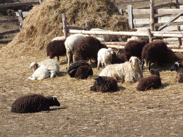 Жителя Ижевска оштрафовали за резкий запах и растекание навоза со скотного двора