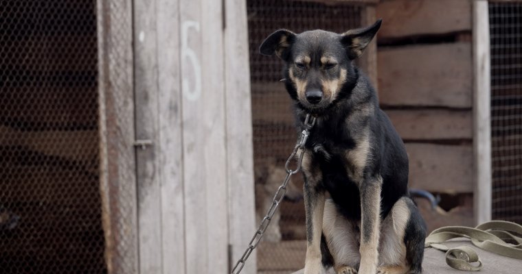 Бешеная собака в Удмуртии сорвалась с цепи и покусала хозяина