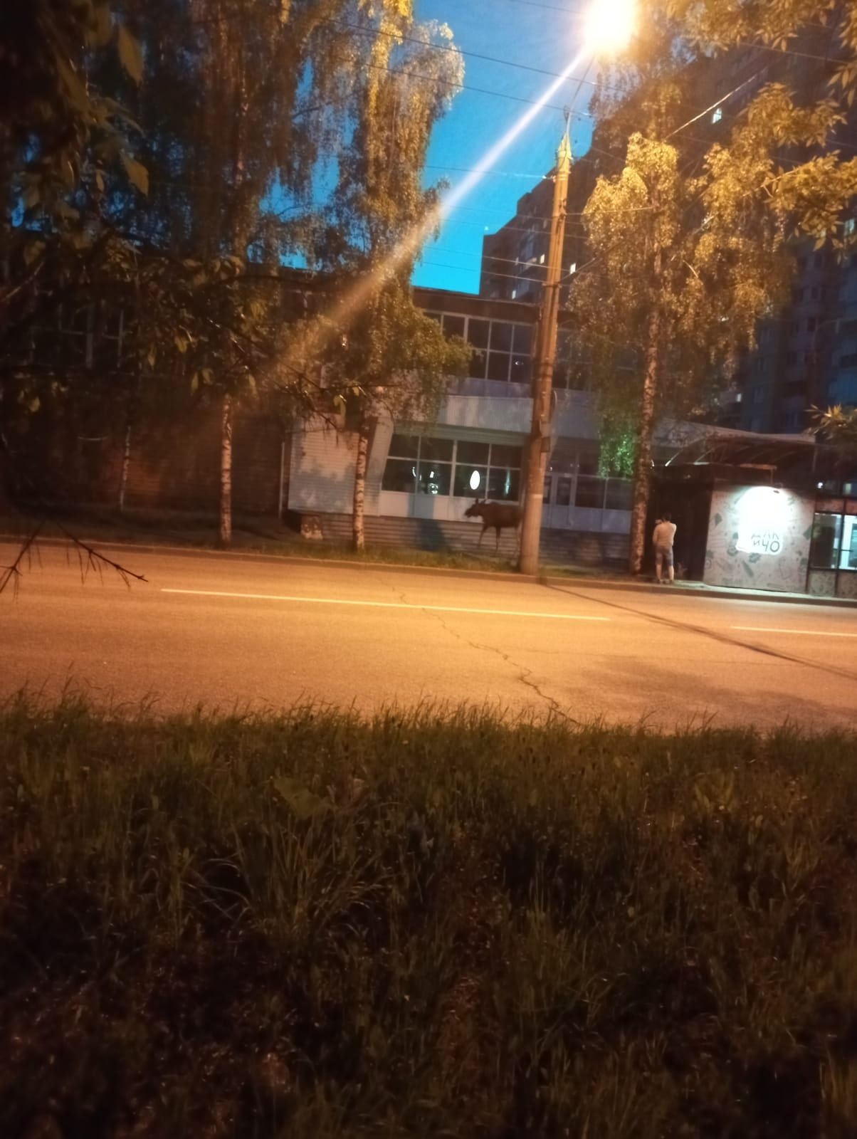 В Ижевске погиб гулявший по улицам лось