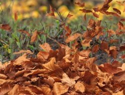 Усиление ветра ожидается в Удмуртии 8 ноября