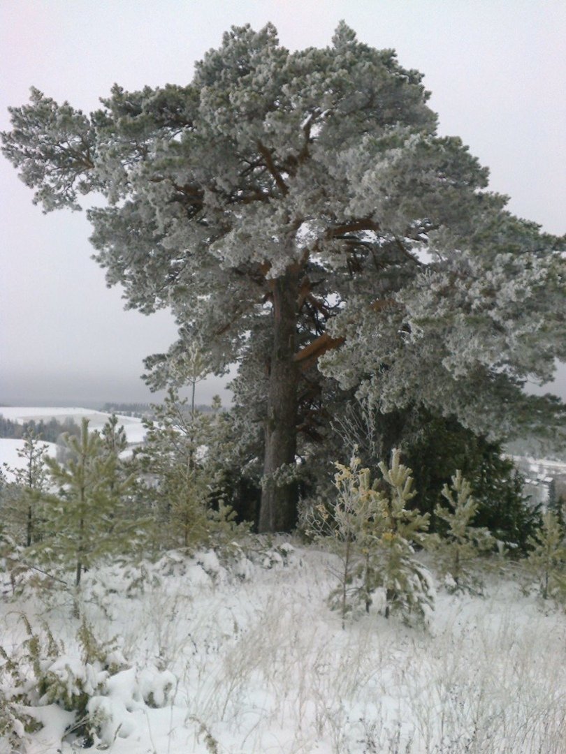 100-летнюю сосну в Шарканском районе включили в реестр старовозрастных деревьев России