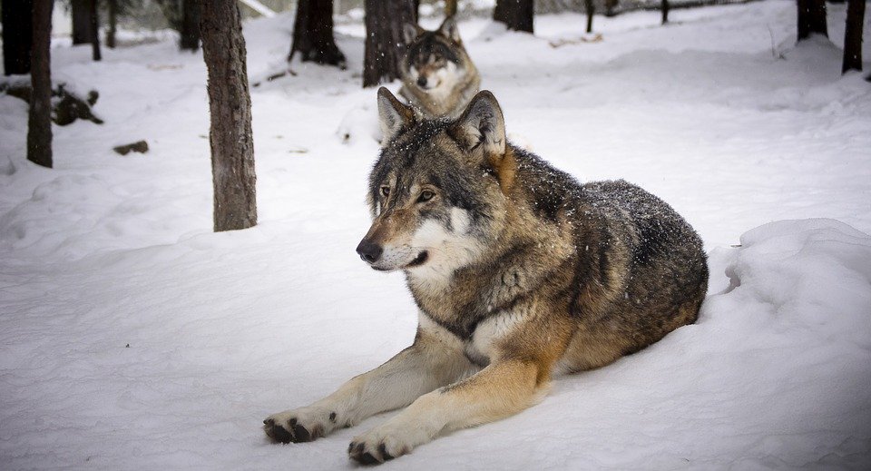 

Голодные волки поедают собак на улицах Архангельска 

