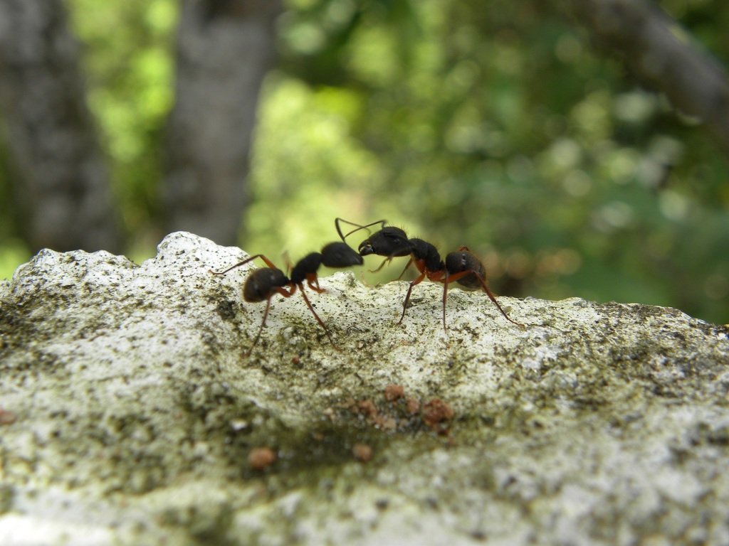 Ученые сосчитали всех муравьев на планете
