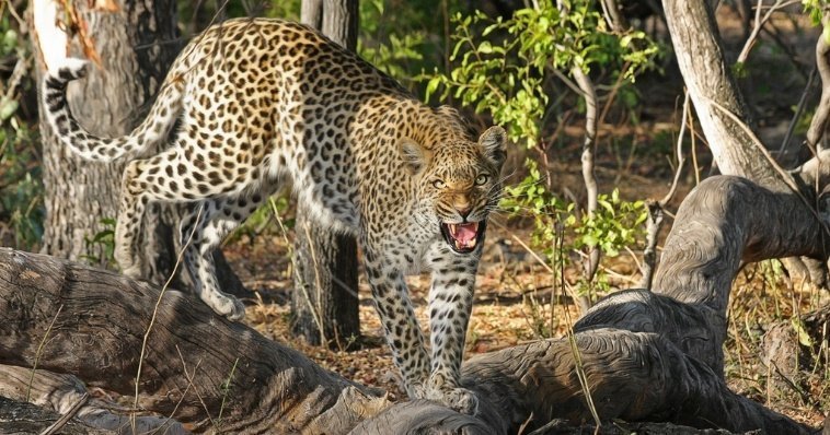 В китайском зоопарке пытаются лечить от ожирения разъевшегося леопарда