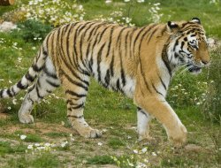 Никто не указ: посетители зоопарка Удмуртии пытались накормить тигров селедкой, а моржей - булками